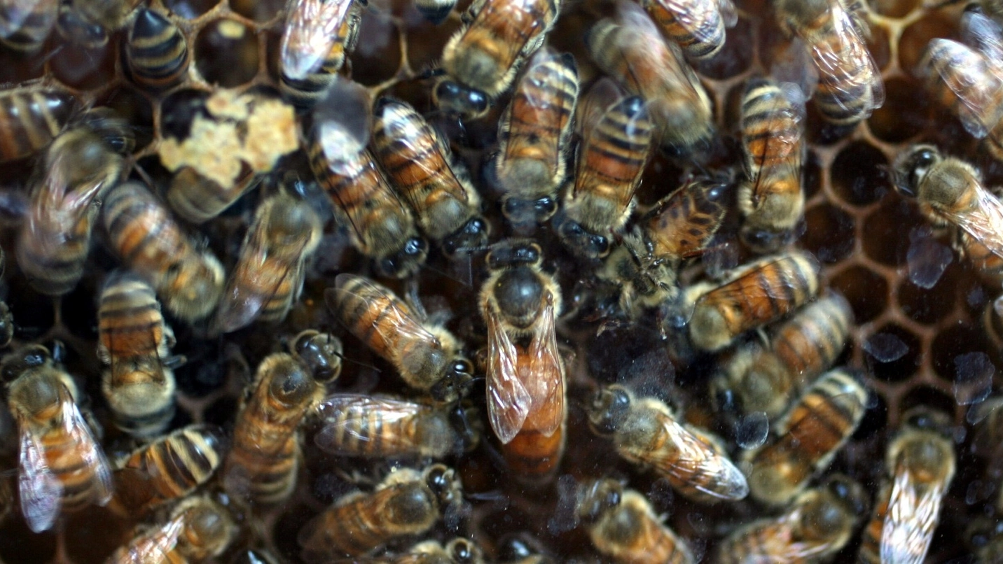 Uno sciame d’api, foto Luca Ravaglia