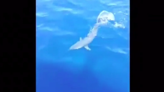 Lo squalo avvistato a Marina di Pisa, uno dei video più visti