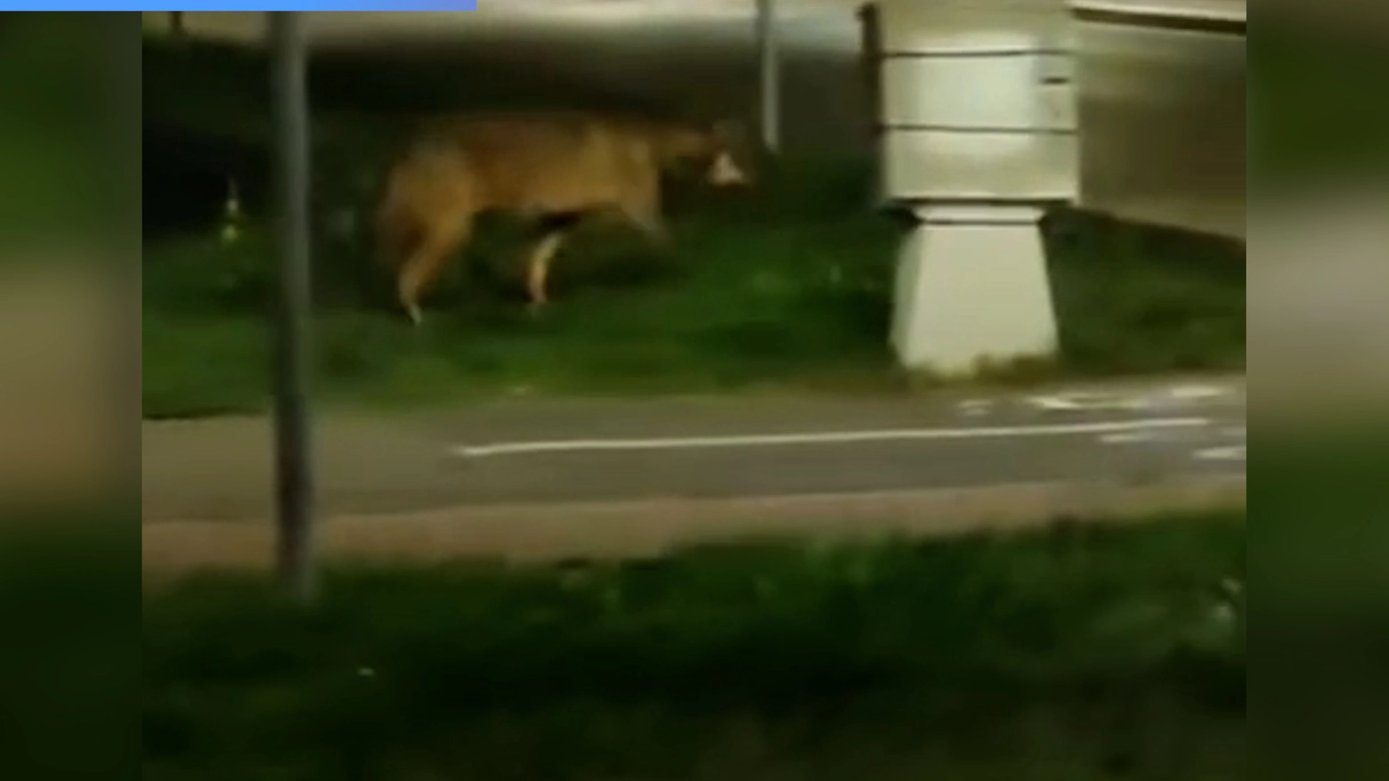 Ma vista la grossa stazza dell'animale, qualcuno nutre i suoi dubbi: "Non è un lupo, è un ibrido".