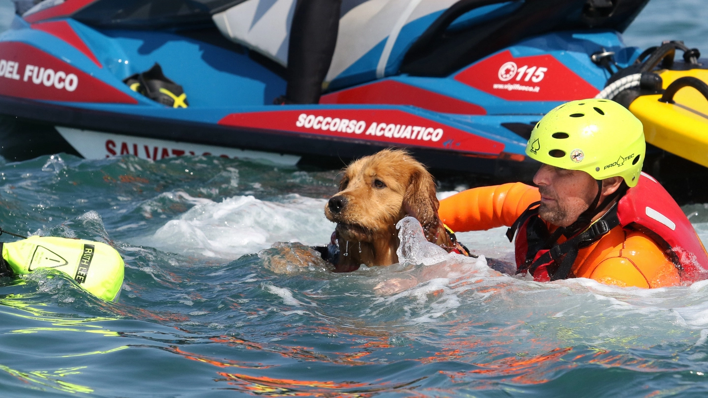 Il team uomo-cane durante un salvataggio