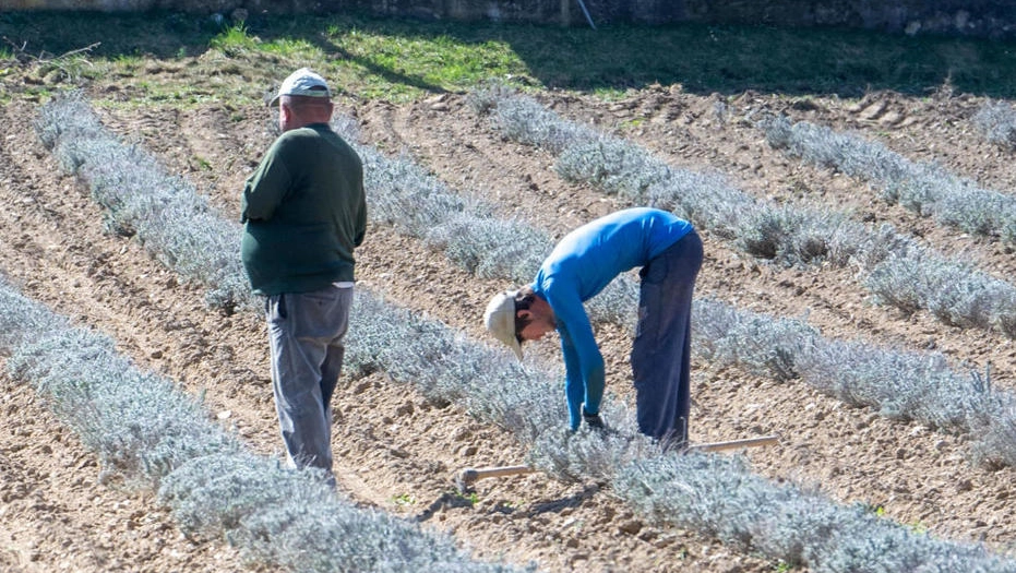 Siccità e agricoltura (foto di repertorio) Siccità e agricoltura (foto di repertorio)