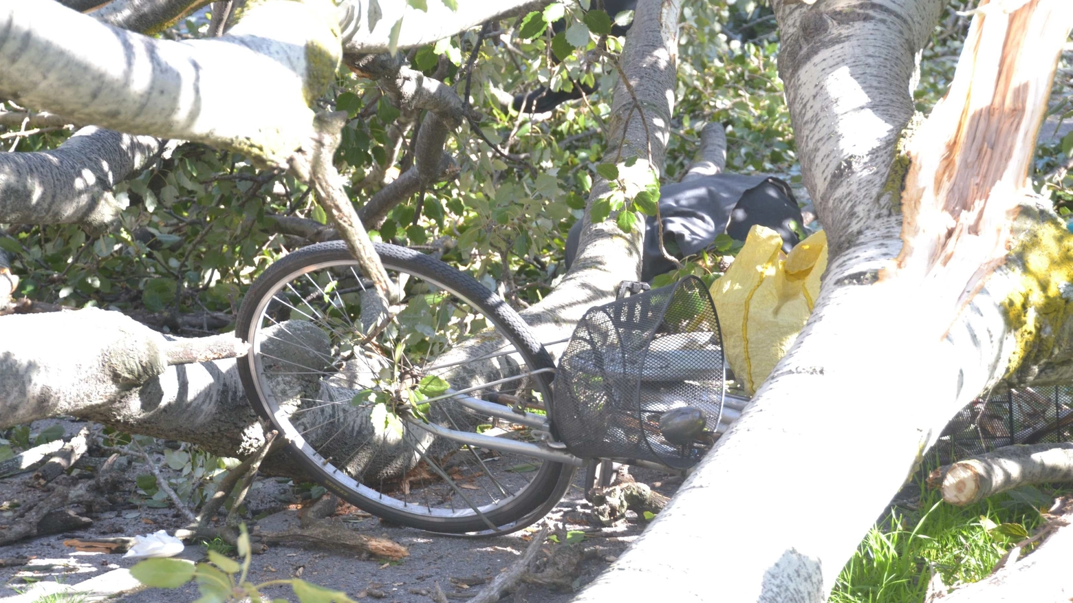 La bicicletta schiacciata da un pioppo in via Zara