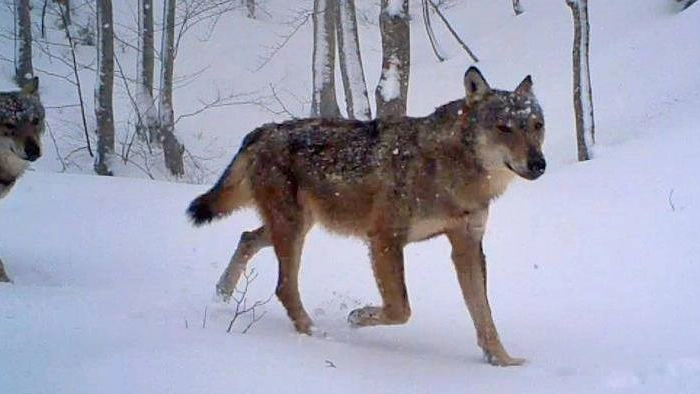  I lupi sono predatori eccezionali che si muovono d’estate come d’inverno (foto di repertorio)