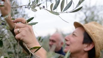 A Lari scatta l’oleoturismo  Idee per diversificare l’offerta