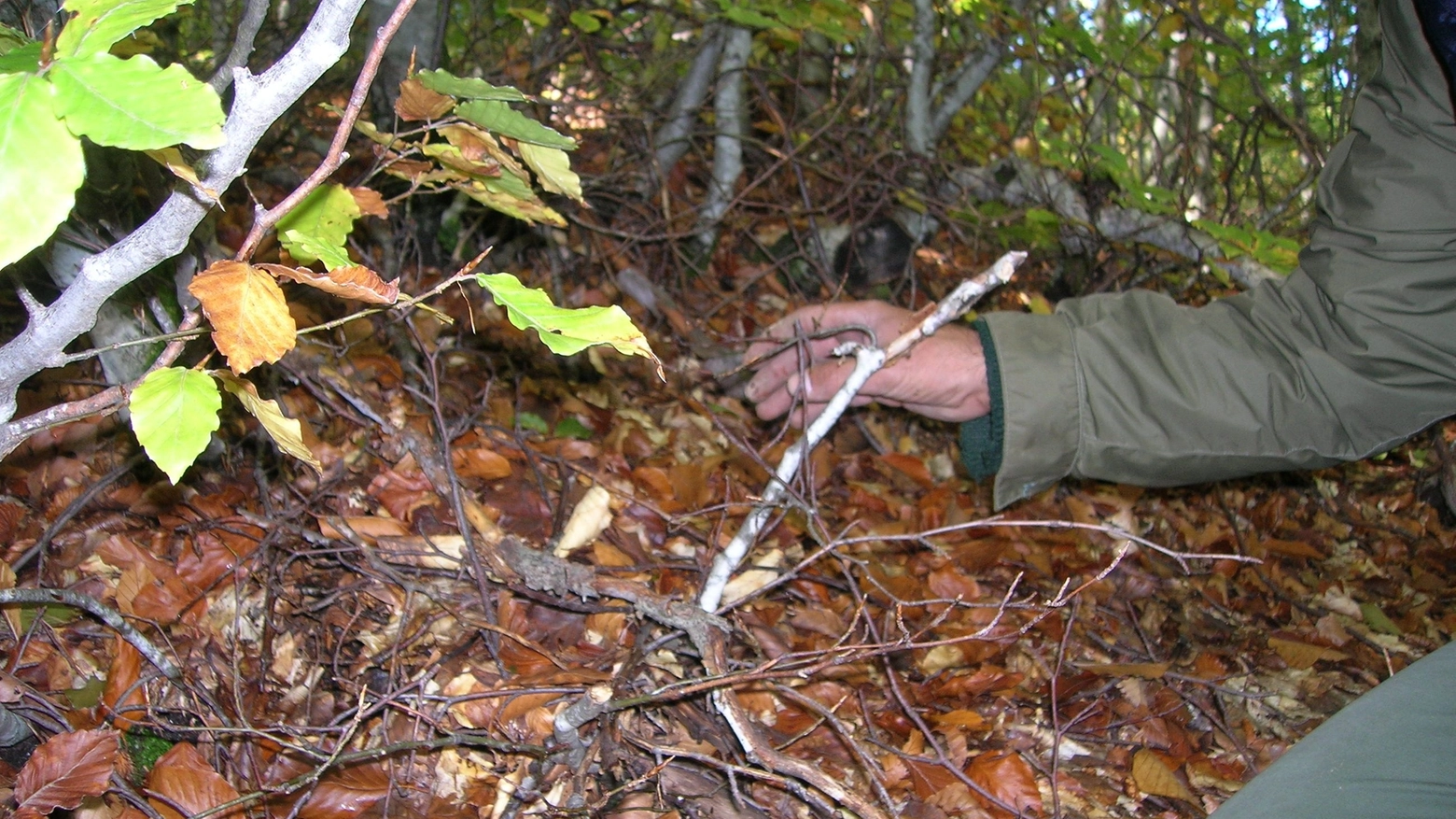 Un cercatore di funghi (Foto d'archivio)
