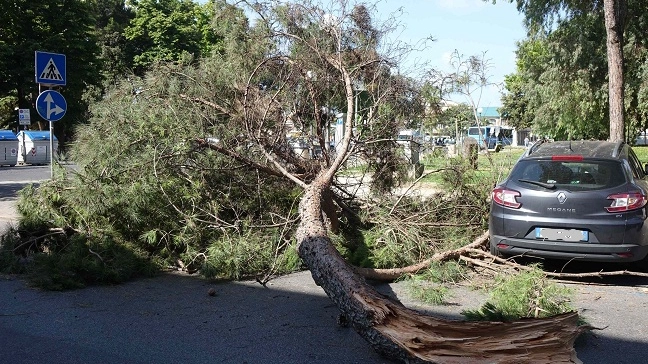 Un albero abbattuto dal vento (foto d'archivio)