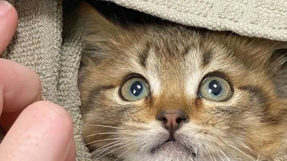 Gattina nel vano motore è salvata da due 17enni Gattina nel vano motore è salvata da due 17enni