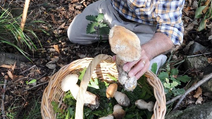 Cercatori funghi dispersi nel bosco (foto Ansa) Cercatori funghi dispersi nel bosco (foto Ansa)