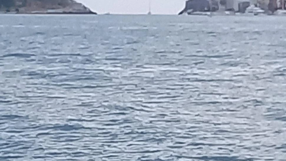 Capriolo nuota nel canale di Porto Venere, salvato da un lupo di mare Capriolo nuota nel canale di Porto Venere, salvato da un lupo di mare