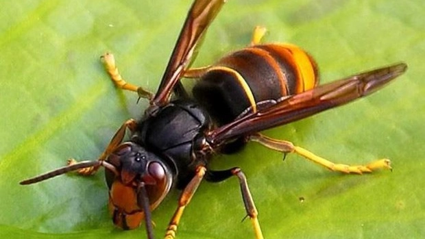Vespa killer (Foto Ansa)