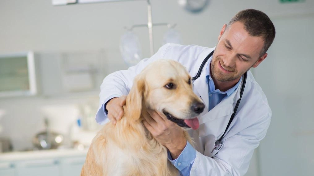 Un paziente «peloso» alla Clinica Veterinaria Colombo