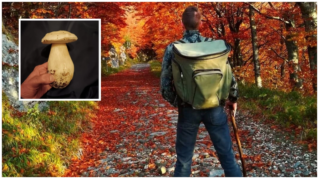 Lo chef Stefano Chiappelli nei boschi della Garfagnana in uno scatto di David Bonaventuri e nel riquadro il porcino albino che ha trovato Lo chef Stefano Chiappelli nei boschi della Garfagnana in uno scatto di David Bonaventuri e nel riquadro il porcino albino che ha trovato