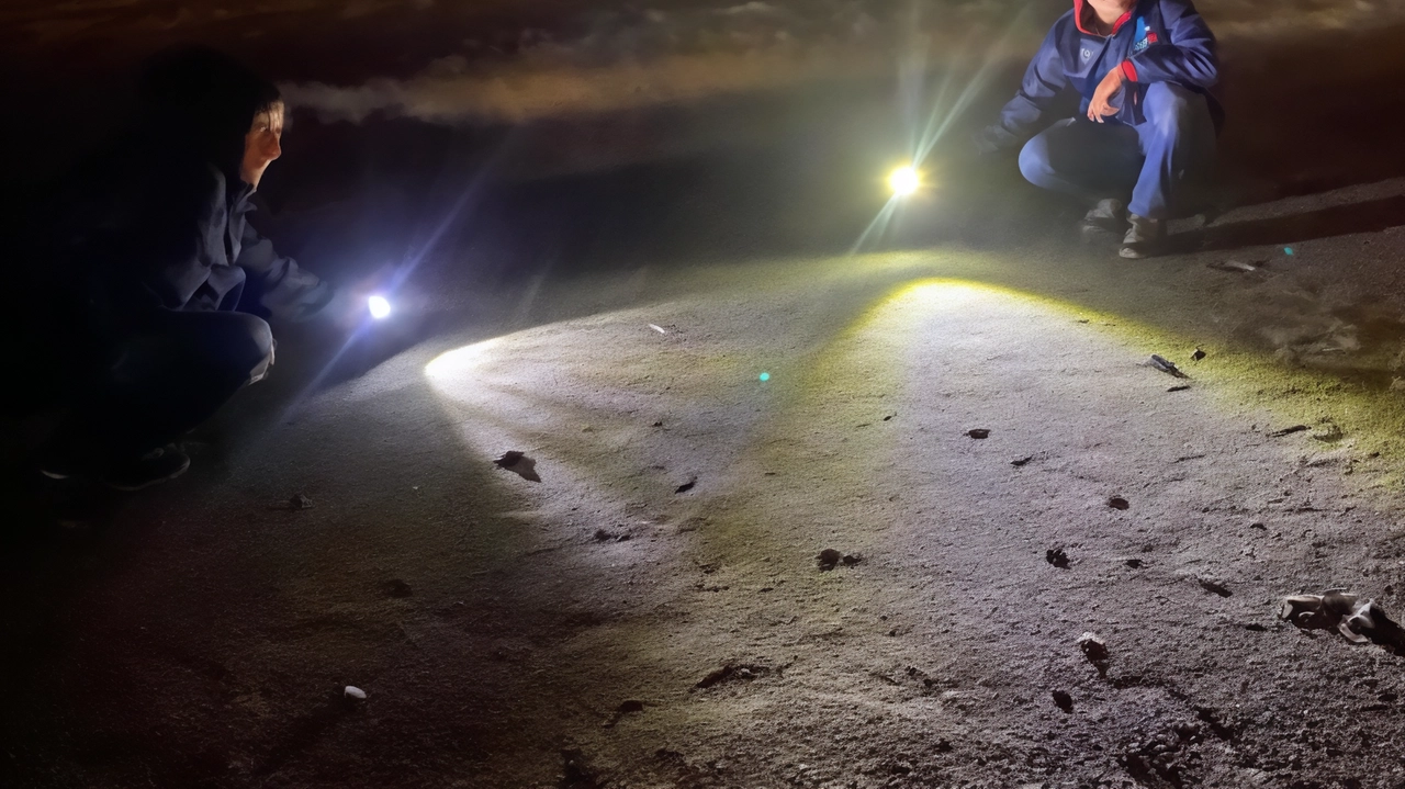 Il momento della schiusa sulla spiaggia di Marinella al Bagno Odessa, avvenuta l’altra notte malgrado il forte temporale Il momento della schiusa sulla spiaggia di Marinella al Bagno Odessa, avvenuta l’altra notte malgrado il forte temporale