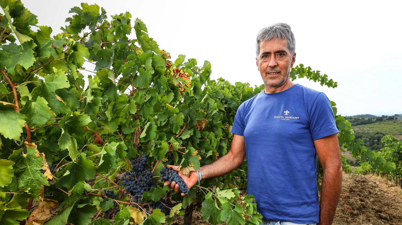 I produttori hanno uno sguardo al cielo e uno al termometro: il caldo preoccupa "Vigneti stressati dalle alte temperature. Ma confidiamo in vini all’altezza". I produttori hanno uno sguardo al cielo e uno al termometro: il caldo preoccupa "Vigneti stressati dalle alte temperature. Ma confidiamo in vini all’altezza".
