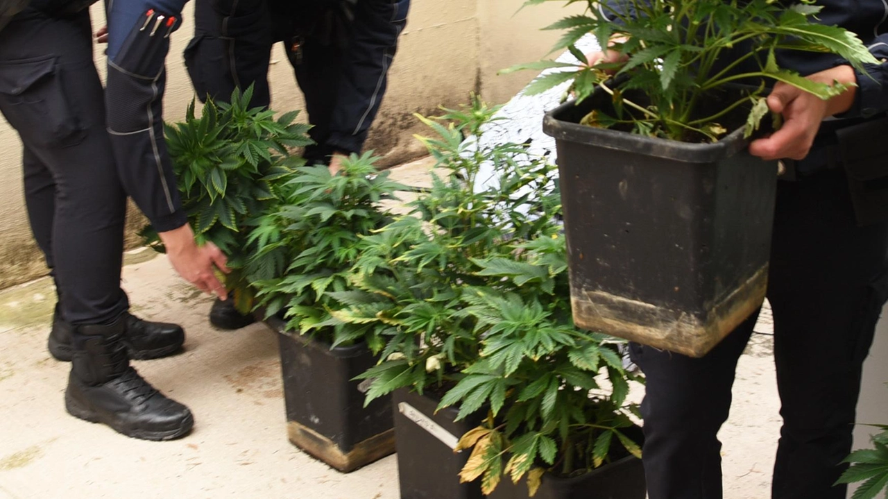 A proteggere la piantagione c’era una siepe in giardino Un ramo di pianta di marijuana era appesa ad essiccare. al soffitto del garage, altra era. nascosta. in un armadio, sempre all’interno del garage foto d’archivio A proteggere la piantagione c’era una siepe in giardino Un ramo di pianta di marijuana era appesa ad essiccare. al soffitto del garage, altra era. nascosta. in un armadio, sempre all’interno del garage foto d’archivio