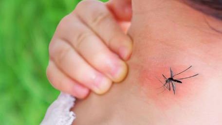 Virus del Nilo, rischi e prevenzione. Tutto quello che c’è da sapere sul West Nile Virus del Nilo, rischi e prevenzione. Tutto quello che c’è da sapere sul West Nile