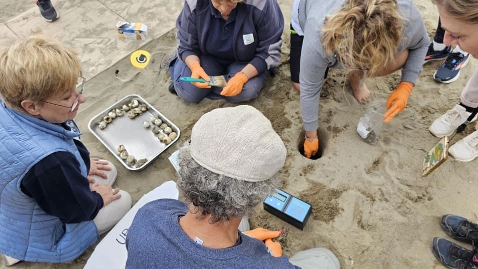 Grandi emozioni per i volontari con il Centro didattico Wwf di Ronchi nell’assistere alla schiusa delle uova al bagno Capannina di Montignoso Grandi emozioni per i volontari con il Centro didattico Wwf di Ronchi nell’assistere alla schiusa delle uova al bagno Capannina di Montignoso