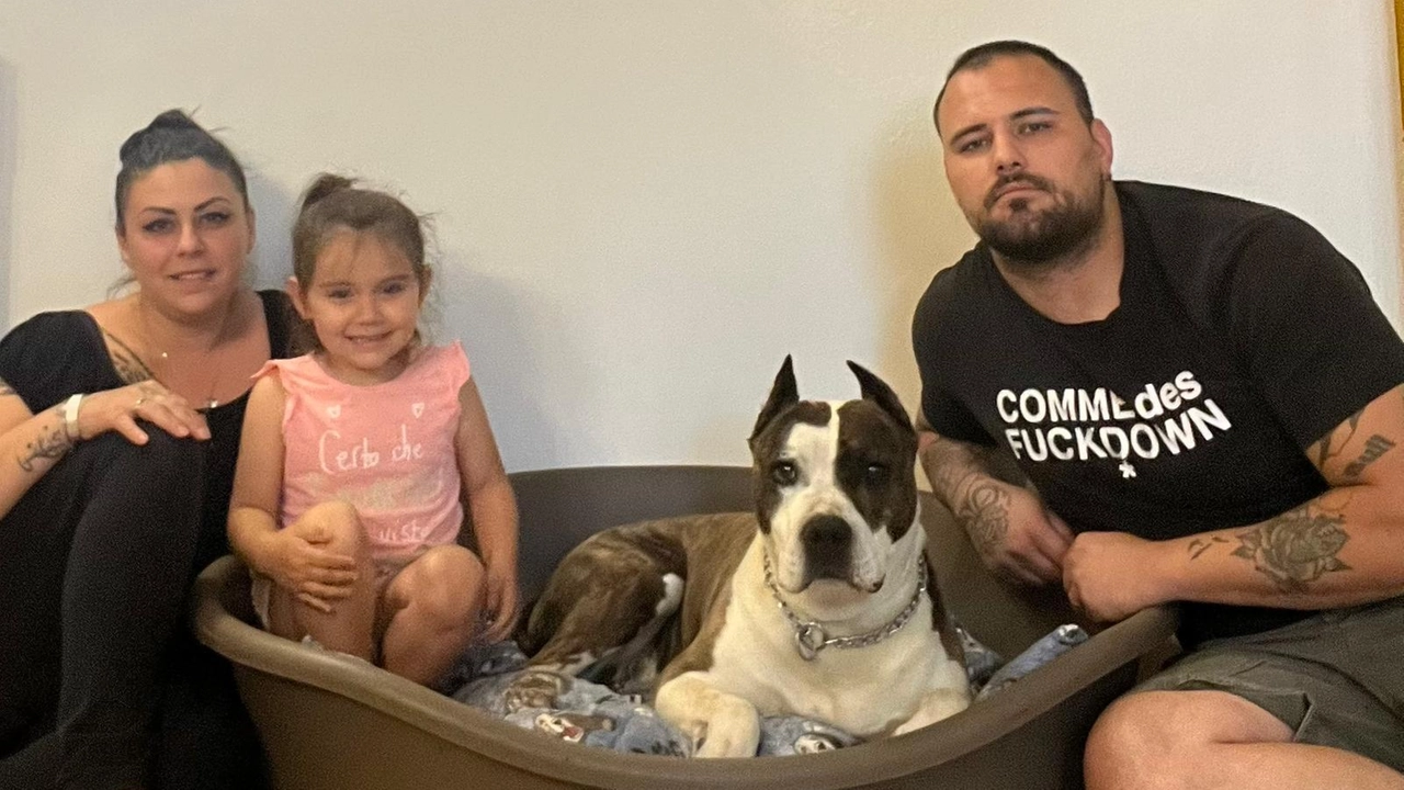 Roger, maschio di purissima razza Amstaff, insieme a Roberta, Kevin e alla piccola Sofia Roger, maschio di purissima razza Amstaff, insieme a Roberta, Kevin e alla piccola Sofia