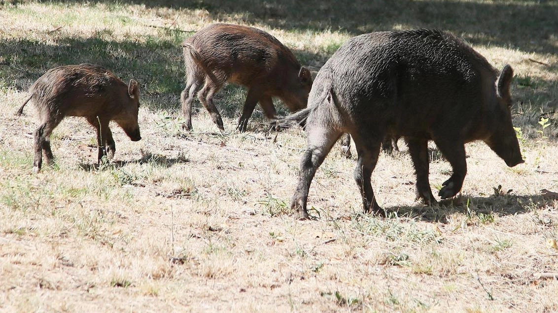 L’aumento dei casi di persone morse dalle zecche sta creando preoccupazione a Riccò del Golfo. Nel mirino i cinghiali