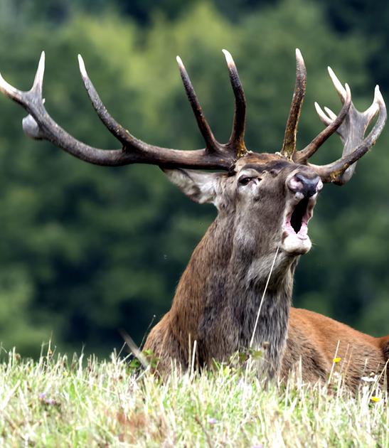 Ascoltare il bramito del cervo. Il canto d’amore riempie la Vallata. Le escursioni con guide esperte