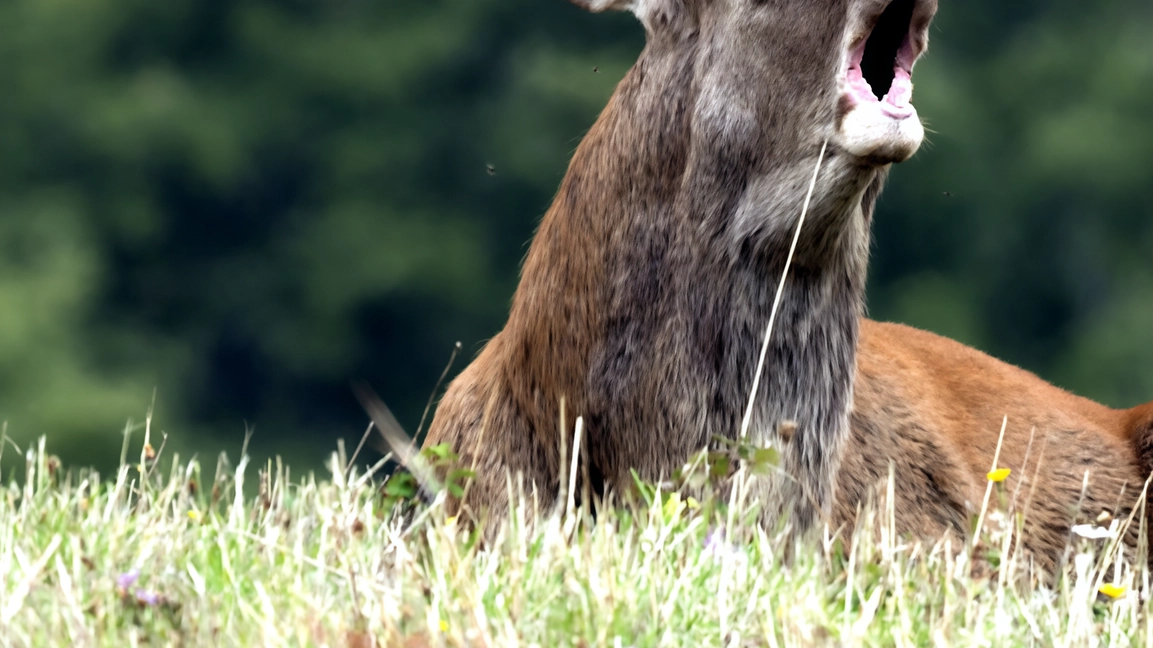 Appena le temperature calano di qualche grado, dopo Ferragosto, le vallate dell’Appennino pratese tornano a riempirsi del canto dei cervi in amore