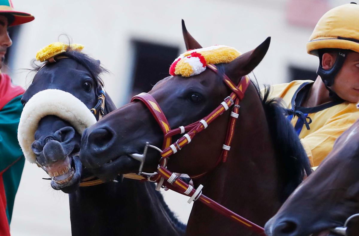 palio la tartuca vince anche la provaccia grande attesa per la carriera dell8217assunta