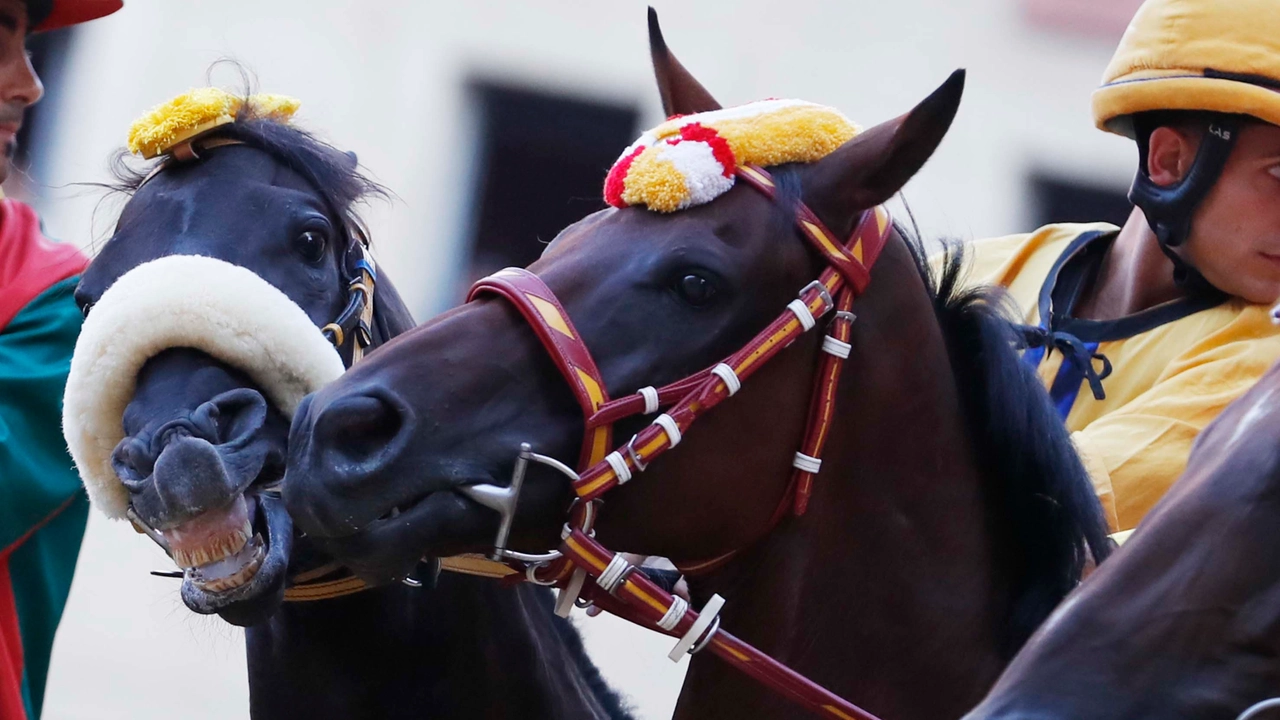 La Tartuca vince la Provaccia (Foto Paolo Lazzeroni-Siena)