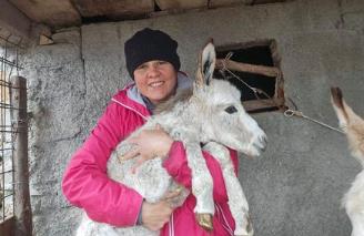 Si salva solo un cucciolo. E per miracolo. I lupi fanno una strage di asini, “Danno gravissimo” Si salva solo un cucciolo. E per miracolo. I lupi fanno una strage di asini, “Danno gravissimo”