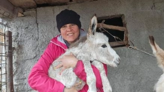 Il cucciolo di asino che è stato salvato durante l'incursione dei lupi Il cucciolo di asino che è stato salvato durante l'incursione dei lupi