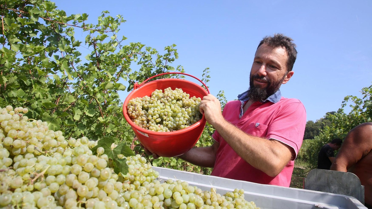 In alcune aziende la vendemmia per le uve da spumante è già iniziata In alcune aziende la vendemmia per le uve da spumante è già iniziata