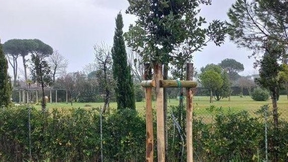 Piantumazioni compensative: cambiano le regole