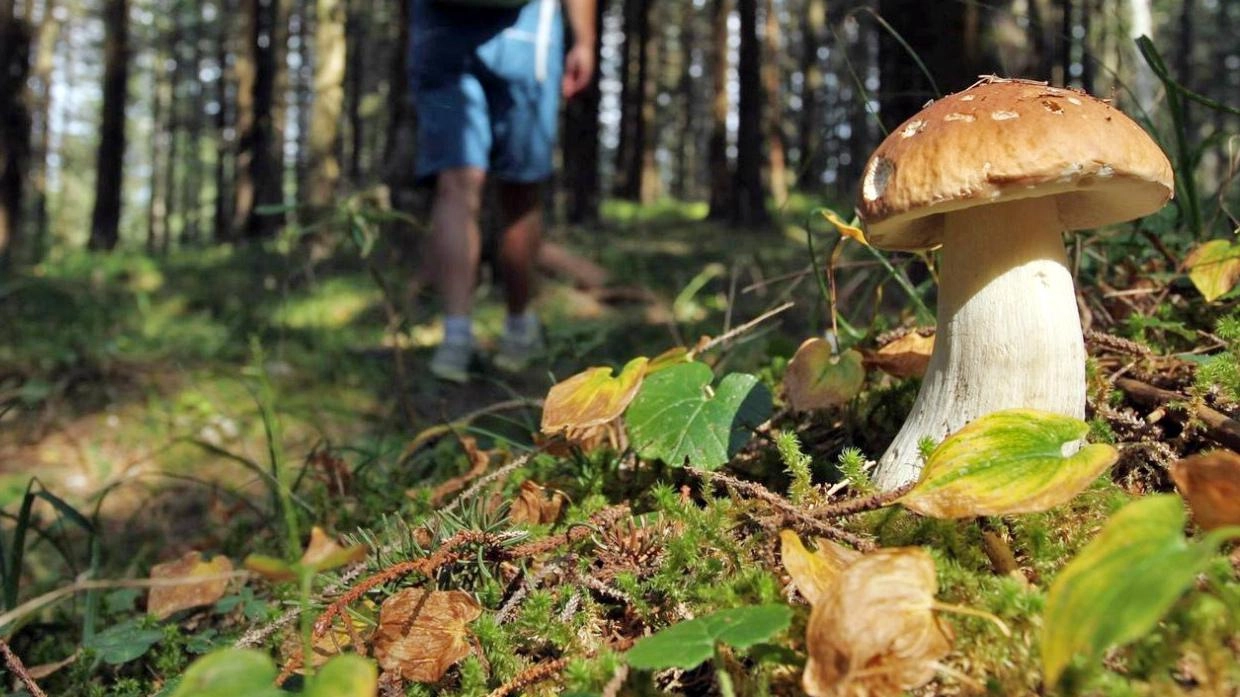 Ritorna la stagione della “caccia“ ai funghi, ecco tutti i comportamenti da seguire e quelli da evitare nei boschi (Foto Borghesi) Ritorna la stagione della “caccia“ ai funghi, ecco tutti i comportamenti da seguire e quelli da evitare nei boschi (Foto Borghesi)