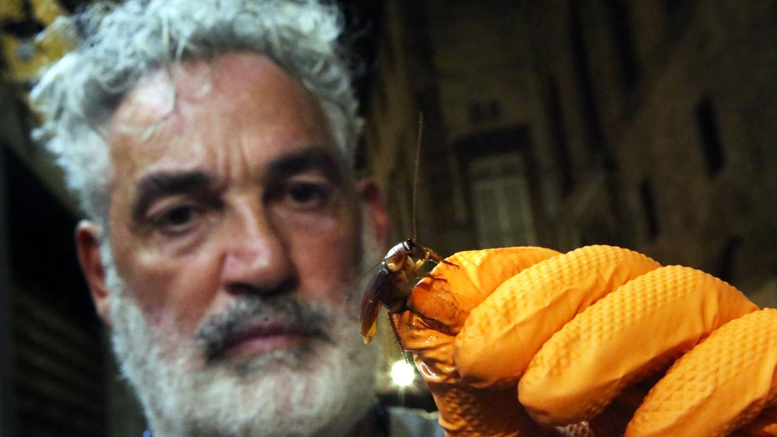 Emergenza blatte a Firenze. Ristoratori angosciati: “Bisogna intervenire” Emergenza blatte a Firenze. Ristoratori angosciati: “Bisogna intervenire”