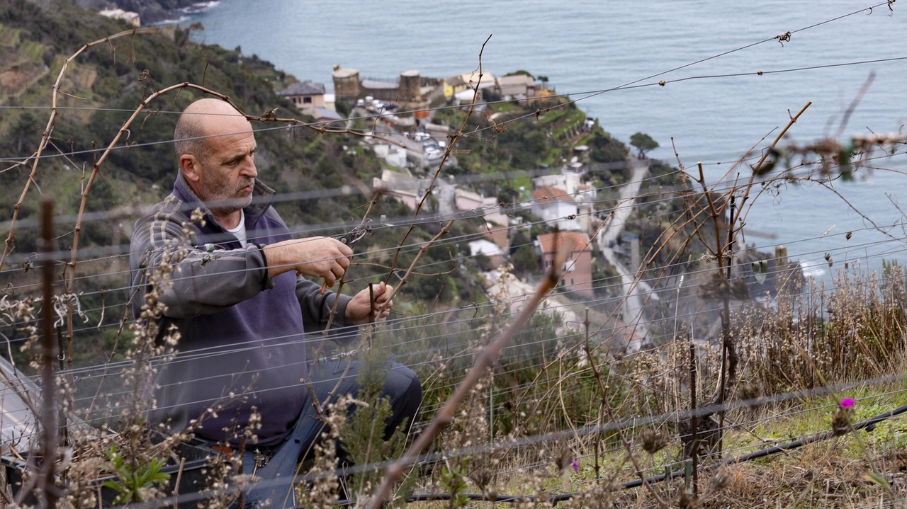 Un agricoltore delle Cinque Terre impegnato nella manutenzione dei terreni. Il bando riservato alle aziende della riviera scade il 31 dicembre Un agricoltore delle Cinque Terre impegnato nella manutenzione dei terreni. Il bando riservato alle aziende della riviera scade il 31 dicembre