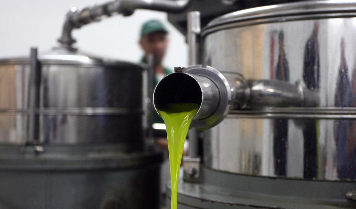 Olio, in Toscana raccolta dimezzata. E arrivano i primi effetti dei dazi