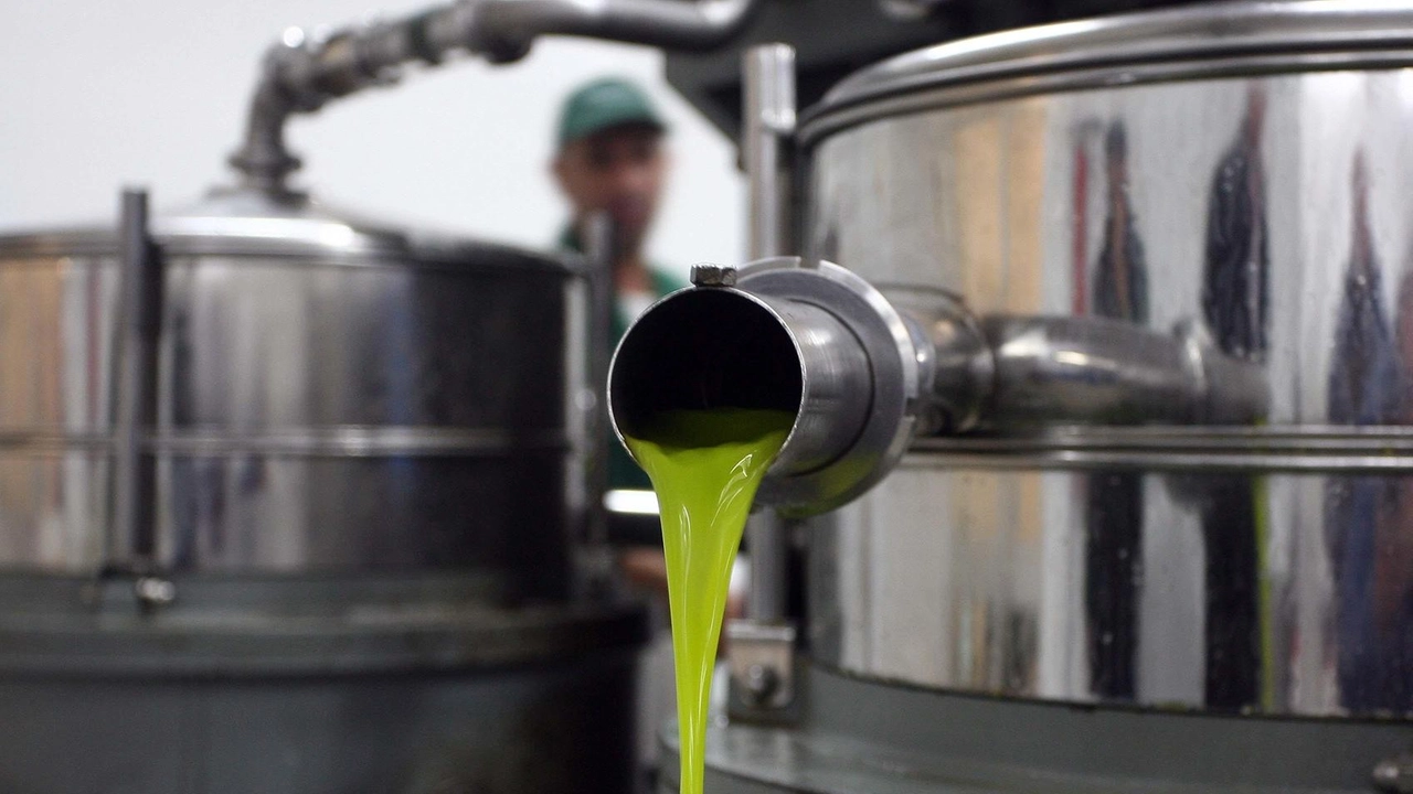 Quantità dimezzata per l’olio toscano rispetto al raccolto del 2024