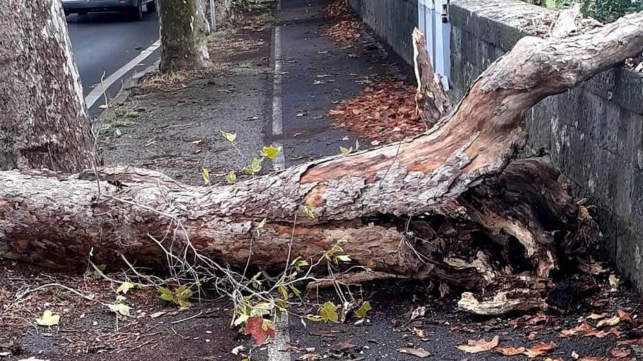 L’albero caduto ieri mattina lungo viale Garibaldi avrebbe potuto provocare seri problemi, invece, per fortuna, non si registrano feriti né... L’albero caduto ieri mattina lungo viale Garibaldi avrebbe potuto provocare seri problemi, invece, per fortuna, non si registrano feriti né...