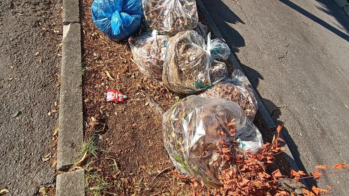 "Troppi ritardi nella raccolta del verde" "Troppi ritardi nella raccolta del verde"