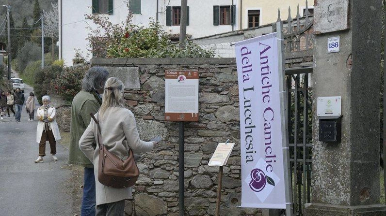 Il Camellietum del Monte Serra: Un Patrimonio Botanico di Camellia in Toscana