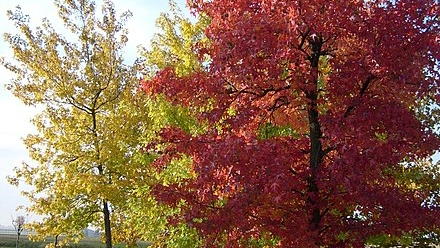 Interventi sugli alberi in via della Fornace