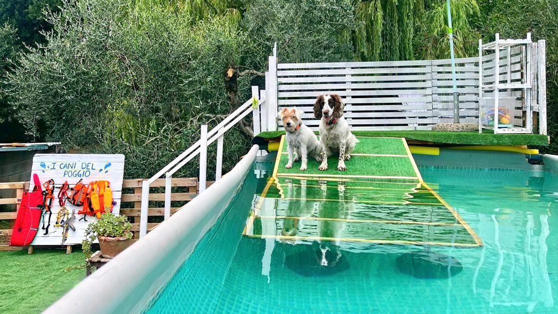 Una piscina tutta per gli amici a quattro zampe: “Un sogno realizzato”