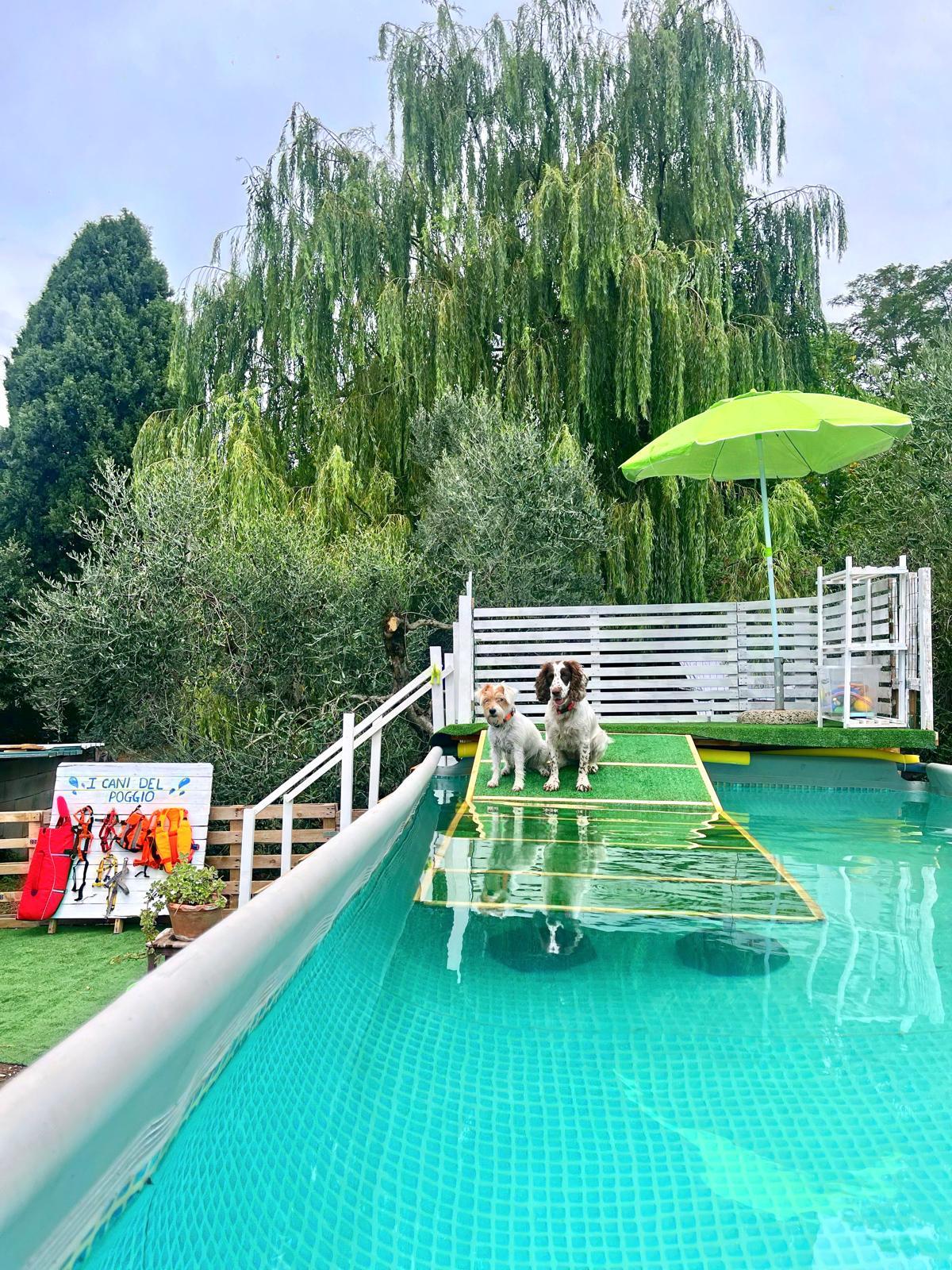 Una piscina tutta per gli amici a quattro zampe: “Un sogno realizzato”