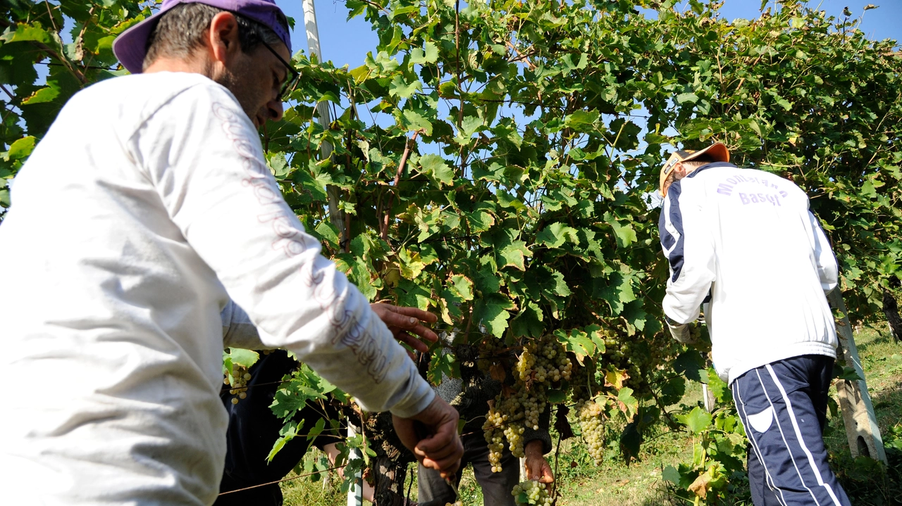 Maltempo, la conta dei danni in Valdelsa: “Tanti ettari di vigneti rovinati”
