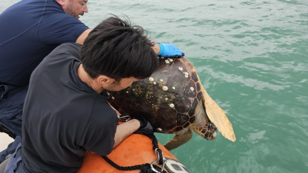 La tartaruga Caretta caretta liberata in mare La tartaruga Caretta caretta liberata in mare