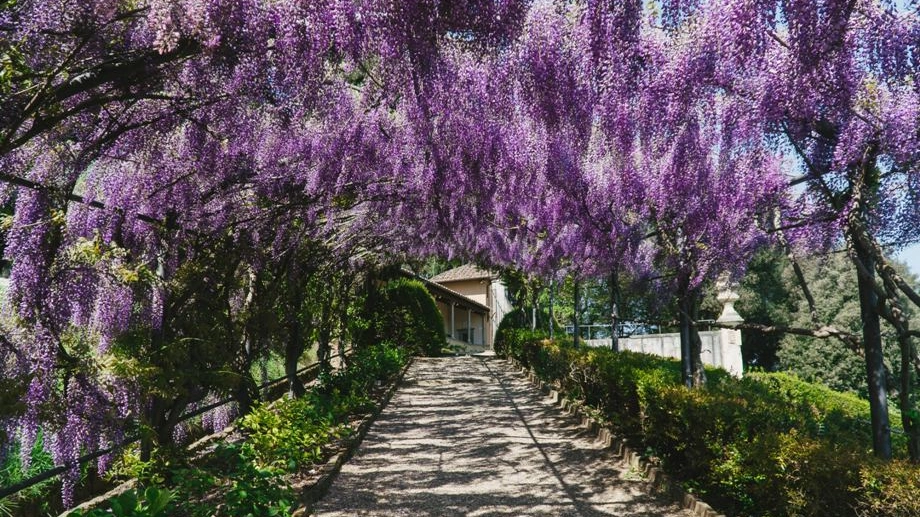 Glicini in fiore a Villa Bardini (precedenti fioriture)