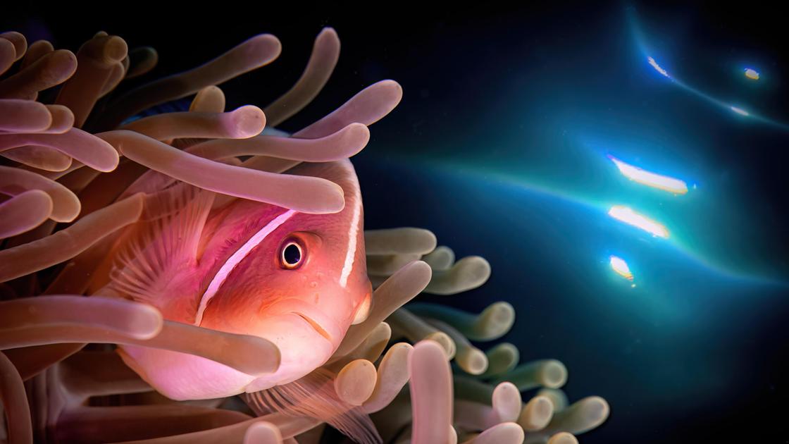 "Nemo" conquista tutti. La festa della fotografia. Vincitori e premi speciali. La donazione di Carnicelli "Nemo" conquista tutti. La festa della fotografia. Vincitori e premi speciali. La donazione di Carnicelli