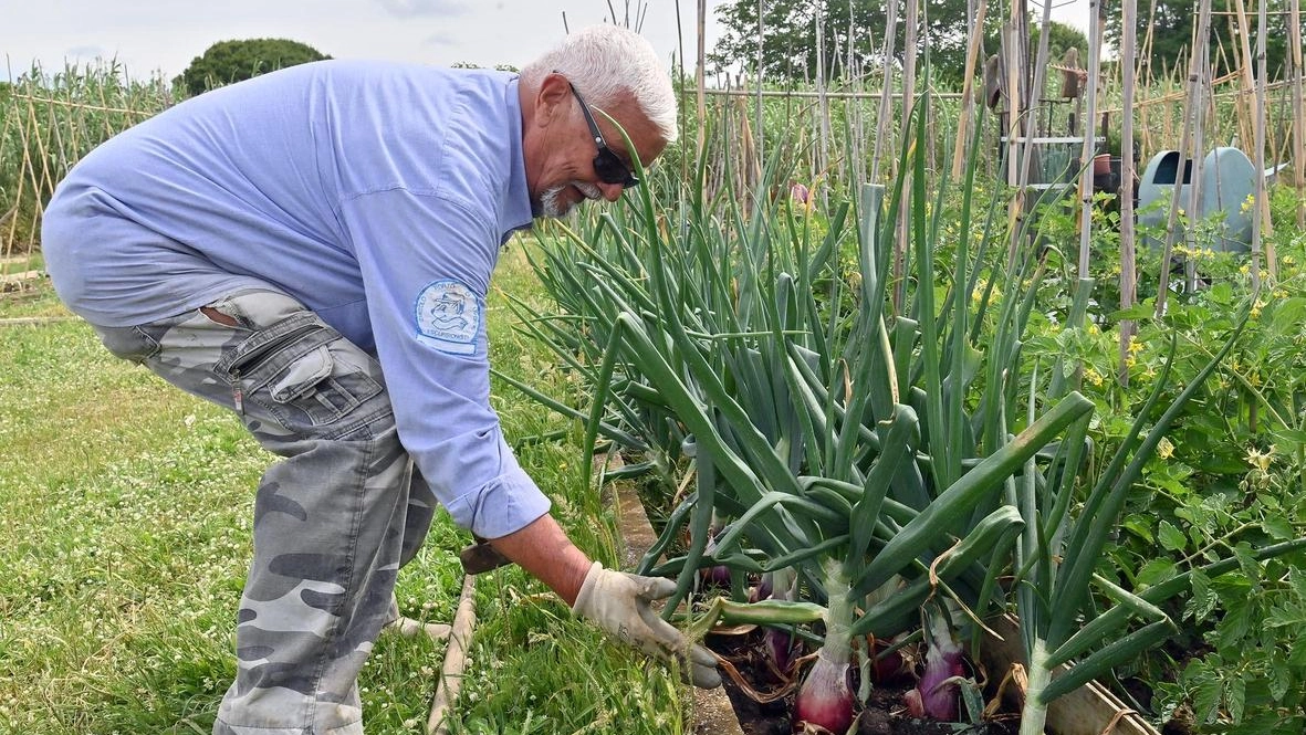 Decolla il piano F’orti, esperimento di spazi in affidamento ad associazioni e realtà rionali. La vicesindaca Galgani: "Così si può coltivare la socialità e l’educazione ambientale". Decolla il piano F’orti, esperimento di spazi in affidamento ad associazioni e realtà rionali. La vicesindaca Galgani: "Così si può coltivare la socialità e l’educazione ambientale".