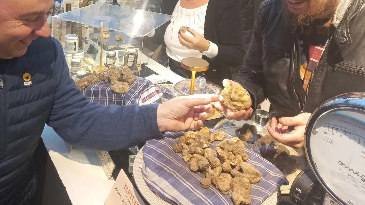 SAN MINIATO Che tartufo sarà? La domanda, ovviamente, è indirizzata alla raccolta del bianco, quello che delizia i palati del mondo....