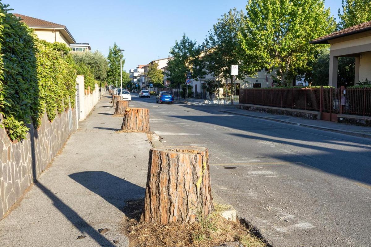 la cura del verde pubblico in viale marconi concluso l8217abbattimento dei pini