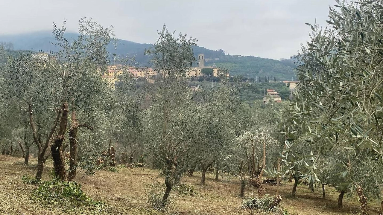 L’azienda agricola riconosciuta da Flos Olei come miglior struttura emergente. Dietro al premio un lavoro per oli d’eccellenza nel rispetto dell’ambiente. L’azienda agricola riconosciuta da Flos Olei come miglior struttura emergente. Dietro al premio un lavoro per oli d’eccellenza nel rispetto dell’ambiente.